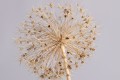 allium